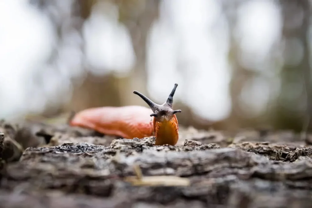 Limace, forêt, nature