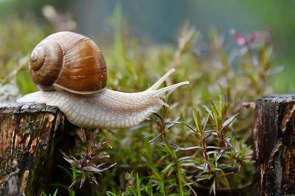 Escargot, nature, douceur