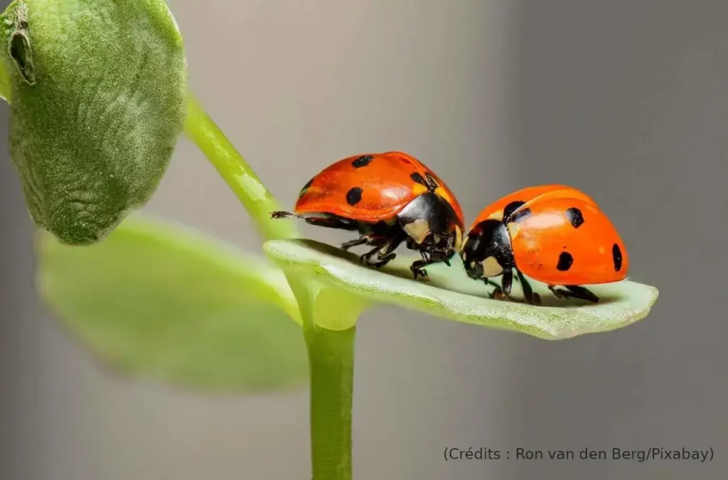 bug, coccinelle, nature