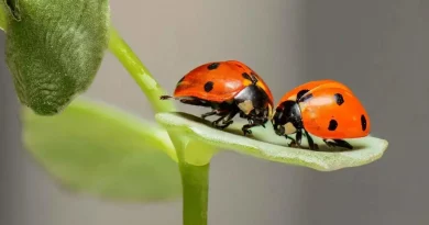 bug, coccinelle, nature