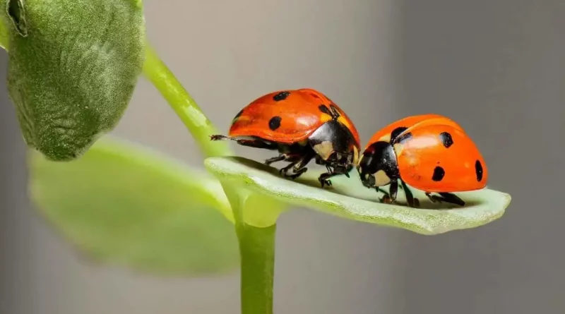 bug, coccinelle, nature