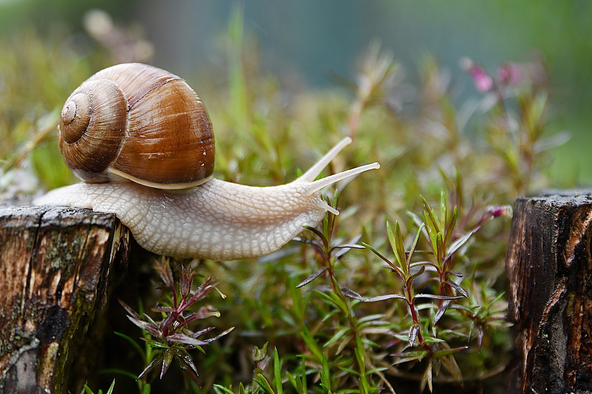 Qui est le plus rapide entre l’escargot et la limace ? Libre Expression