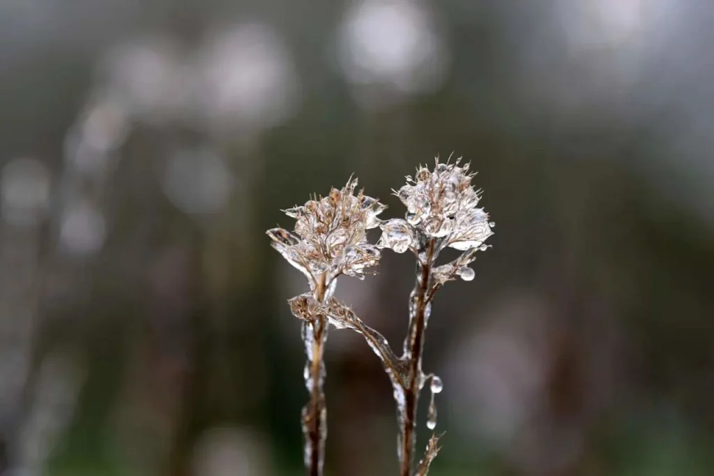 Glace, hiver, fleur