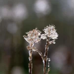 Glace, hiver, fleur