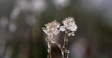 Glace, hiver, fleur