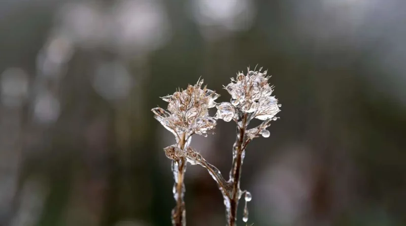 Glace, hiver, fleur