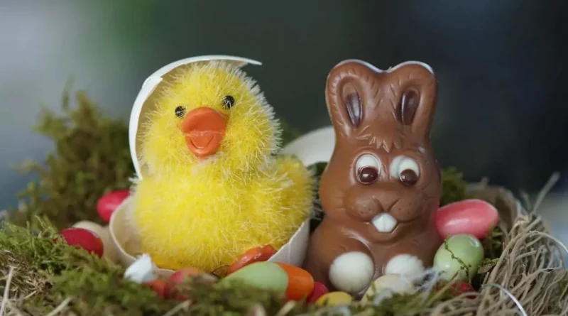 Lapin, coq, chocolat
