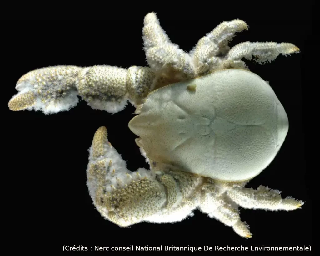 Crabe, yéti, océan