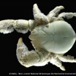 Crabe, yéti, océan