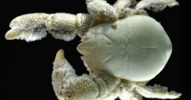 Crabe, yéti, océan