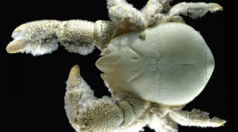 Crabe, yéti, océan