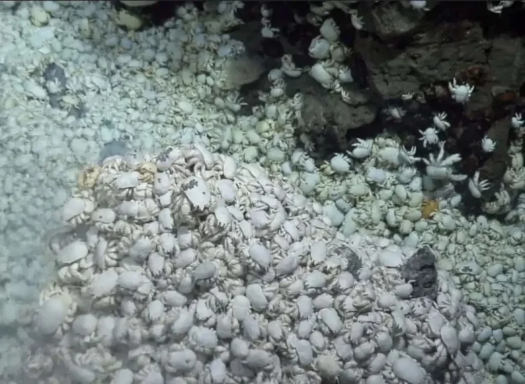 crabe, yéti, groupe