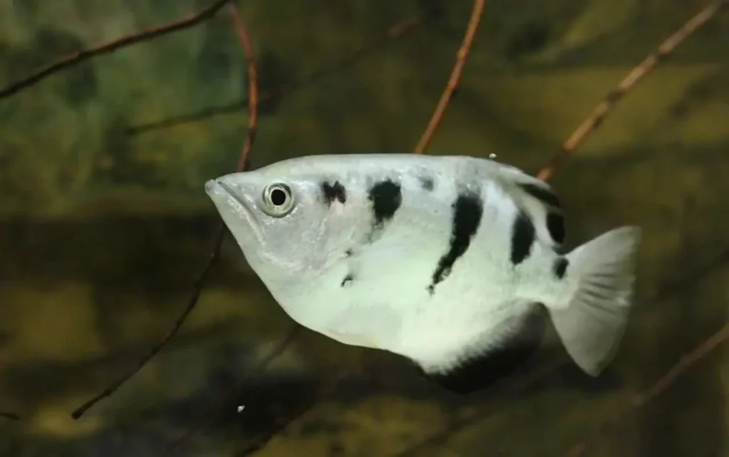 Poisson, archer, cupidon