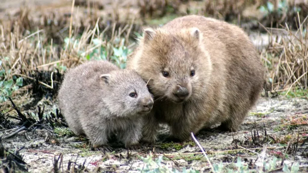 Australie, wombat, nature