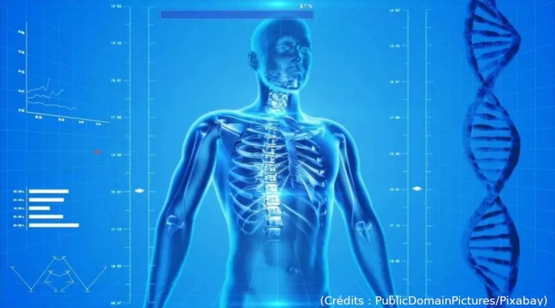 Cors, humain, schéma