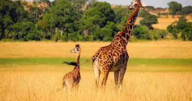 Girafe, savane, nature