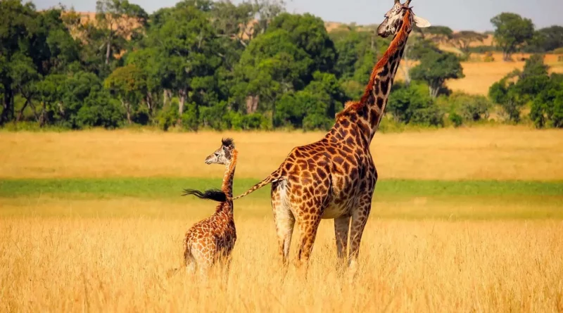 Girafe, savane, nature