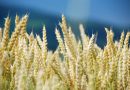 Il y a cent ans… la récolte du blé inquiétait