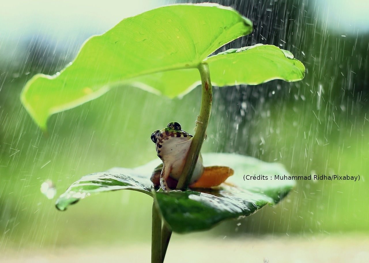 Être une grenouille de bénitier,  vous connaissez ?