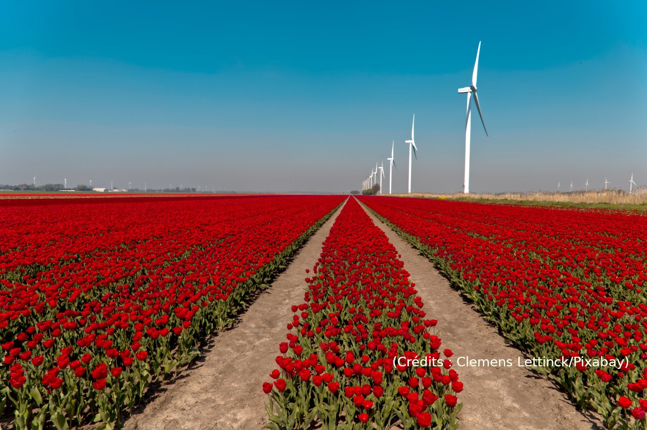 Quand la tulipe provoquait une crise financière majeure aux Pays-Bas