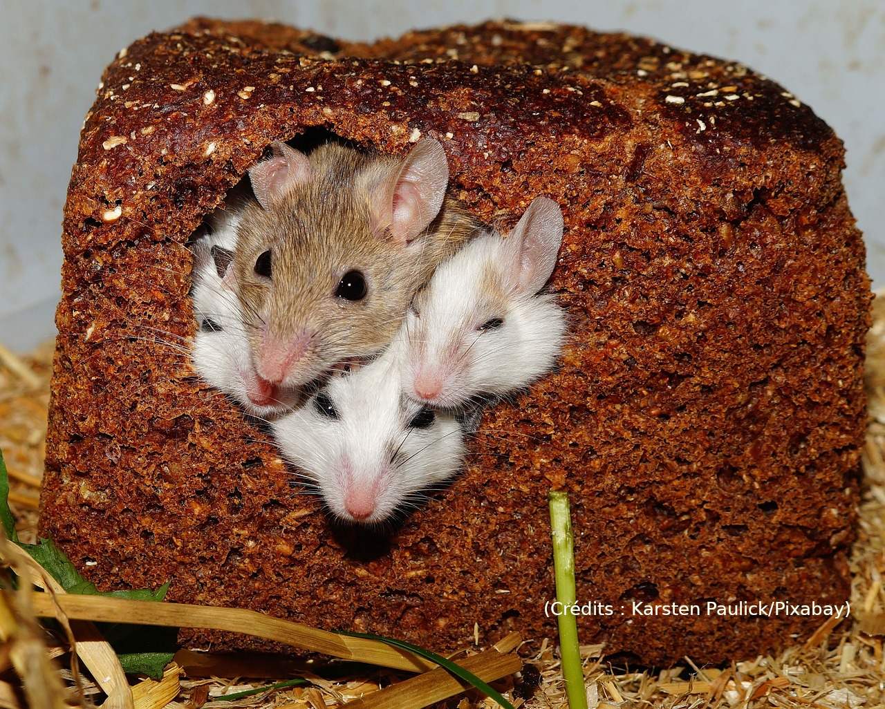 Quand les rats dévorent le stock de marijuana