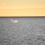 Une baleine au lever de soleil perce de son souffle la quiétude.
