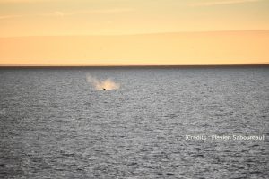 Une baleine au lever de soleil perce de son souffle la quiétude.