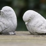 Oiseaux, pierre, nature