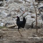 Séisme, poule, rocher