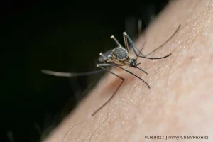 Moustique, piqure, sang