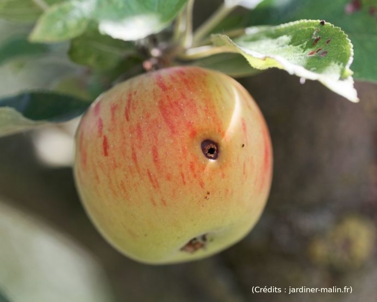 Une faille dans le réseau Find My de Apple