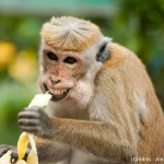 Singe, banane, expression