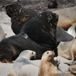 Lions, Enderby, New-zeland