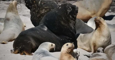 Lions, Enderby, New-zeland