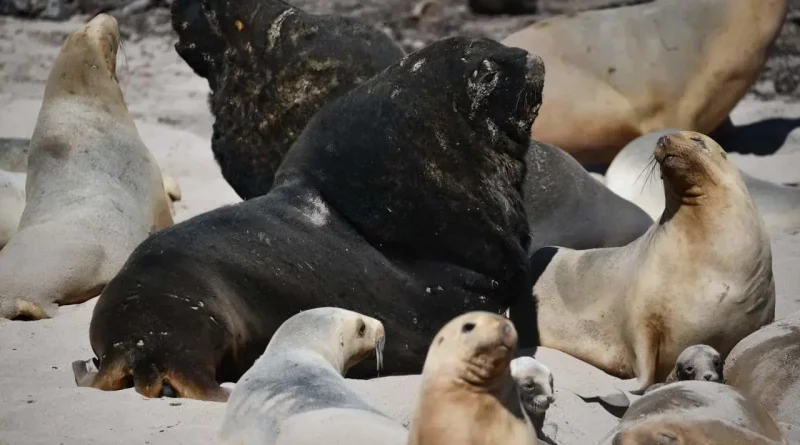 Lions, Enderby, New-zeland