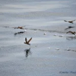 Titi, Muttonbird, nouvelle-Zélande