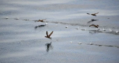 Titi, Muttonbird, nouvelle-Zélande