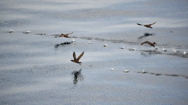 Titi, Muttonbird, nouvelle-Zélande