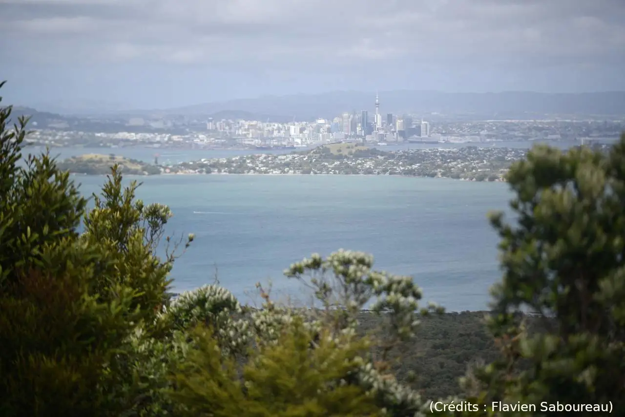 Voir l’île Rangitoto et s’envoler (54/55)