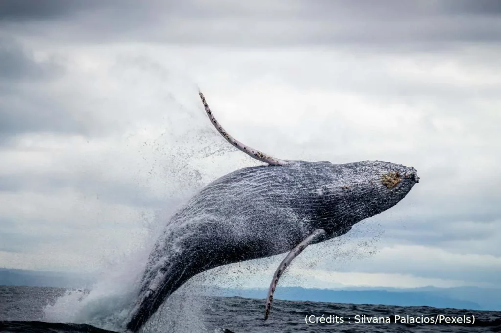 Baleine, océan, mer