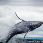 Baleine, océan, mer