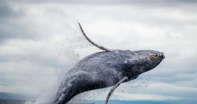 Baleine, océan, mer