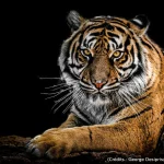 Tigre, chasseur, nature