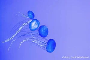 Méduses, océan, mer