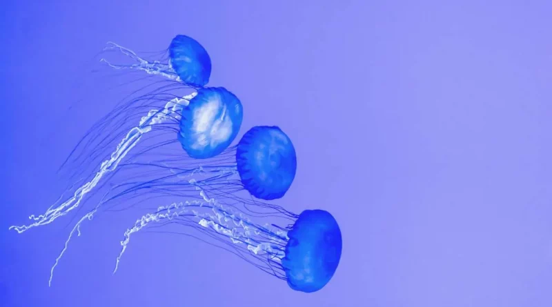 Méduses, océan, mer