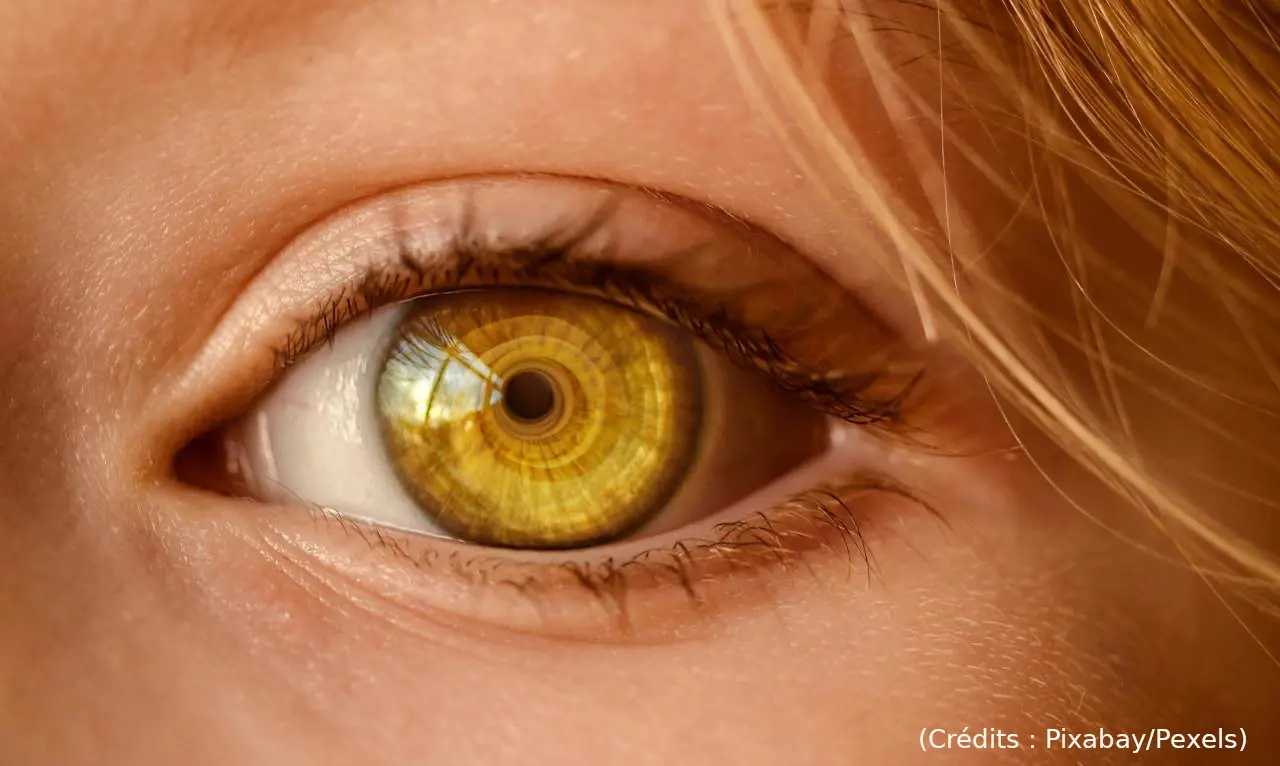 Qui voit le mieux : l’abeille ou le renne ?