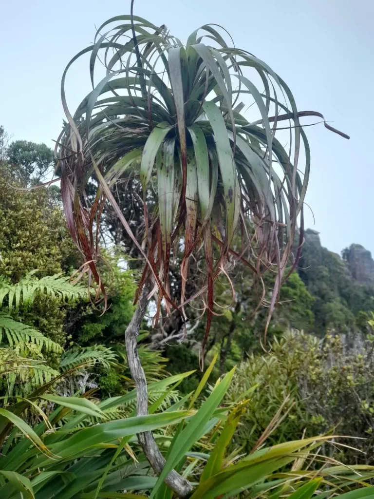 arbre, forêt,