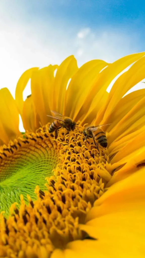 Plante, tournesol, pollinisateur
