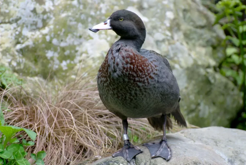 Canard, UICN, Nouvelle-Zélande