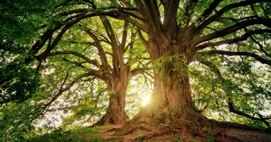 Arbre, langage, forêt